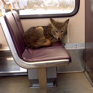 Meet your Posher, Theresa